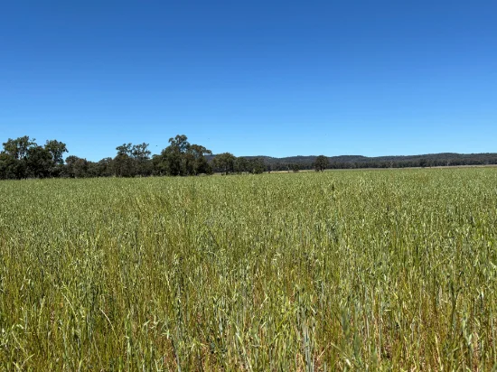 2824 Neilrex Road, Coolah NSW 2843-Image