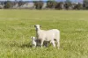 289 Kamarah Road, Narrandera, NSW 2700-Image