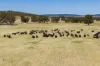 289 Kamarah Road, Narrandera, NSW 2700-Image