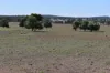 2892 Springvale Road, Condobolin, NSW 2877-Image