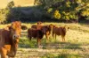 29 Ingleton Close, Killabakh NSW 2429-Image