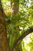 29 Ingleton Close, Killabakh NSW 2429-Image