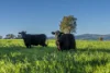 291 Gundare Road, Coolah, NSW 2843-Image