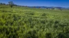 291 Gundare Road, Coolah, NSW 2843-Image