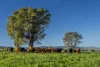 291 Gundare Road, Coolah, NSW 2843-Image