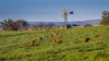 291 Gundare Road, Coolah, NSW 2843-Image