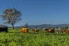 291 Gundare Road, Coolah, NSW 2843-Image