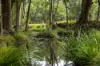 300 Martells Road, Bellingen NSW 2454-Image