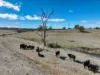 3023 Lue Road, Lue, NSW 2850-Image