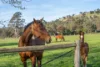 304 Sheans Creek Road, Euroa VIC 3666-Image