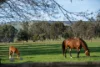 304 Sheans Creek Road, Euroa VIC 3666-Image