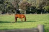304 Sheans Creek Road, Euroa VIC 3666-Image