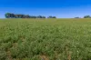 306 Moola Road, Canowindra, NSW 2804-Image