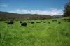 31 Greenham Road, Tallangatta Valley, Vic 3701-Image