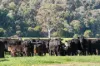 31 Greenham Road, Tallangatta Valley, Vic 3701-Image