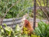 31 Spring Valley Road, Flowerdale, Vic 3717-Image
