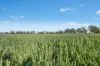 3130 Adelargo Road, Grenfell, NSW 2810-Image