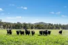 3130 Adelargo Road, Grenfell, NSW 2810-Image