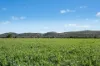 3130 Adelargo Road, Grenfell, NSW 2810-Image