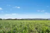 3130 Adelargo Road, Grenfell, NSW 2810-Image