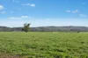 3130 Adelargo Road, Grenfell, NSW 2810-Image