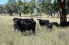 3158 Baldersleigh Road, Guyra NSW 2365-Image
