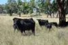 3158 Baldersleigh Road, Guyra NSW 2365-Image