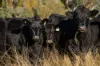 3158 Baldersleigh Road, Guyra NSW 2365-Image