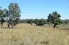 3158 Baldersleigh Road, Guyra NSW 2365-Image