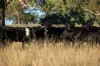 3158 Baldersleigh Road, Guyra NSW 2365-Image