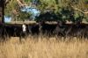 3158 Baldersleigh Road, Guyra NSW 2365-Image