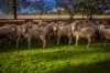 3166 Back Trundle Road, Cooks Myalls, NSW 2870-Image