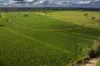 3166 Back Trundle Road, Cooks Myalls, NSW 2870-Image