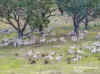 318 Holloways Road, Tarlo, NSW 2580-Image