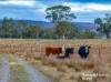 318 Holloways Road, Tarlo, NSW 2580-Image
