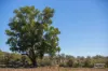 3181 Bonshaw Road, Bonshaw, NSW 2361-Image