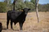 3181 Bonshaw Road, Bonshaw, NSW 2361-Image