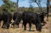3181 Bonshaw Road, Bonshaw, NSW 2361-Image