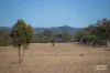 3181 Bonshaw Road, Bonshaw, NSW 2361-Image