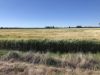 31850 Cunningham Highway, Goondiwindi QLD 4390-Image
