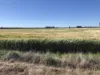 31850 Cunningham Highway, Goondiwindi QLD 4390-Image