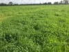 31850 Cunningham Highway, Goondiwindi QLD 4390-Image