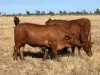 31850 Cunningham Highway, Goondiwindi QLD 4390-Image