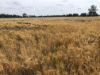 31850 Cunningham Highway, Goondiwindi QLD 4390-Image