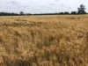 31850 Cunningham Highway, Goondiwindi QLD 4390-Image