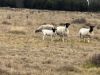31850 Cunningham Highway, Goondiwindi QLD 4390-Image