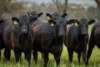 3214 Mount Mitchell Road, Glencoe NSW 2365-Image