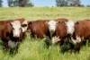 3223 Riverina Highway, Bungowannah, NSW 2640-Image