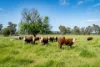 3223 Riverina Highway, Bungowannah, NSW 2640-Image