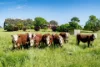 3223 Riverina Highway, Bungowannah, NSW 2640-Image